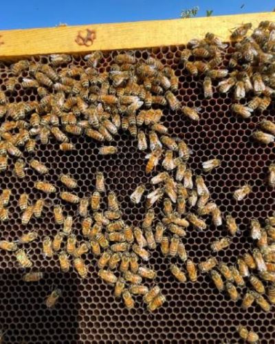 Il nostro apiario didattico “Bee Nice”